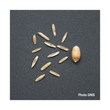 RGA 2N 1/2 Tardif GERFAUT, Ray-grass Anglais