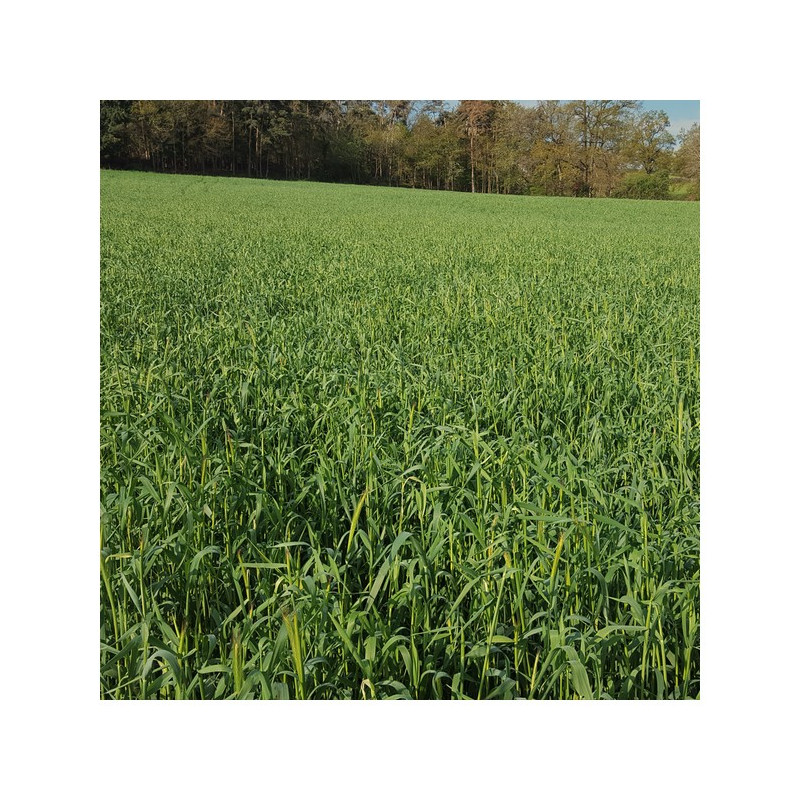 Seigle fourrager Bio PROTECTOR