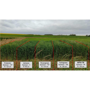 Seigle fourrager SITO 70