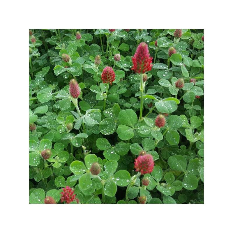 Trèfle incarnat TARDIVO Bio