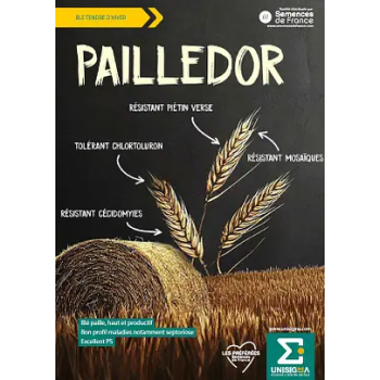 Blé PAILLEDOR