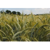 Triticale RGT RUSTILAC