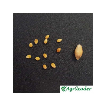 Trèfle d'Alexandrie ALEX Bio