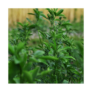 Luzerne méditerranéenne ADORNA Bio inoculée