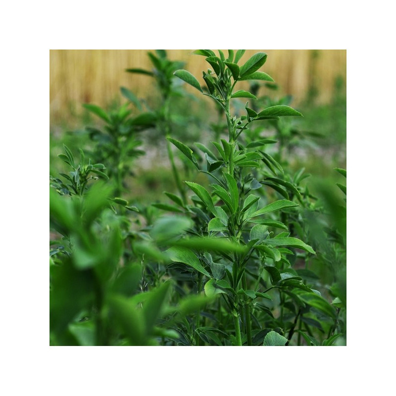 Luzerne méditerranéenne ADORNA Bio inoculée