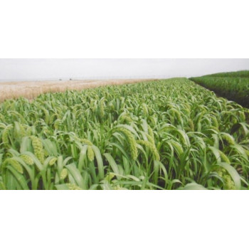 Moha bigarré RUCEREUS (Moharia, précoce) - Sac 25 kg