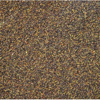 Trèfle hybride CONSTELLATION