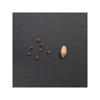 Moutarde d'abyssinie ABEBA