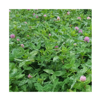 Trèfle violet SLATINA