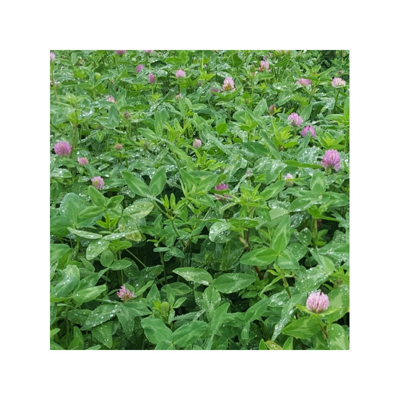 Trèfle violet SLATINA