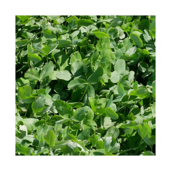 Trèfle violet GARANT Bio