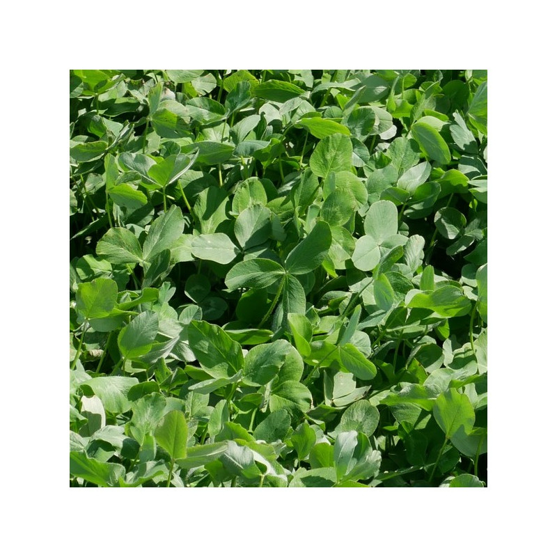 Trèfle violet GARANT Bio