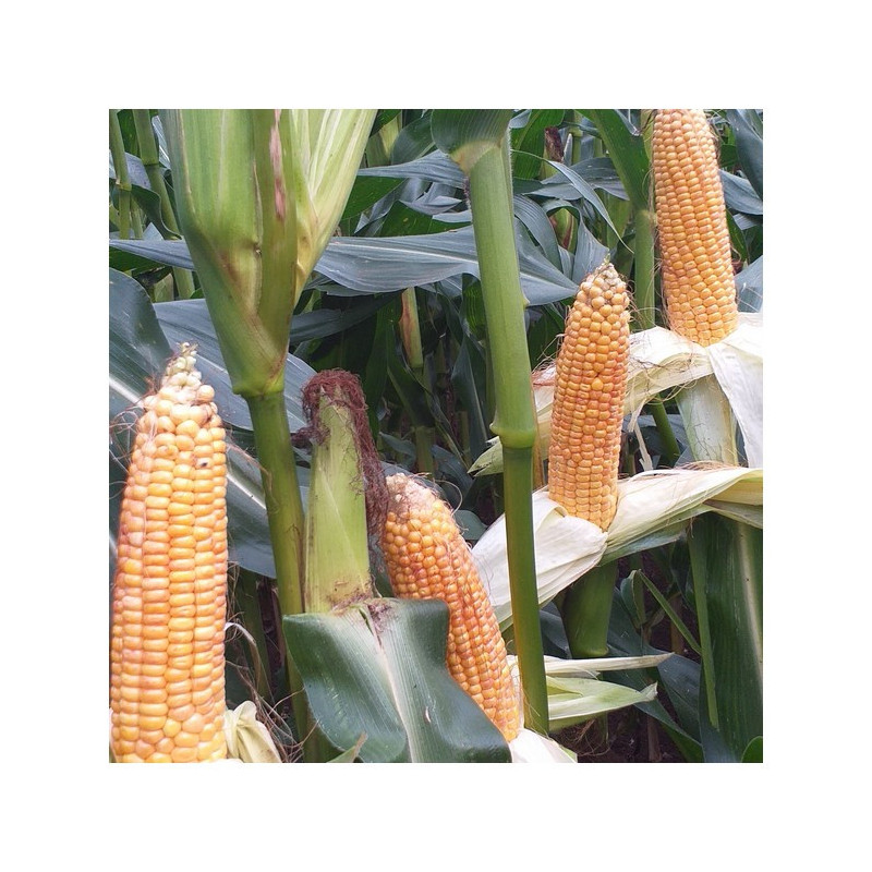 Maïs BELTRAN indice 220