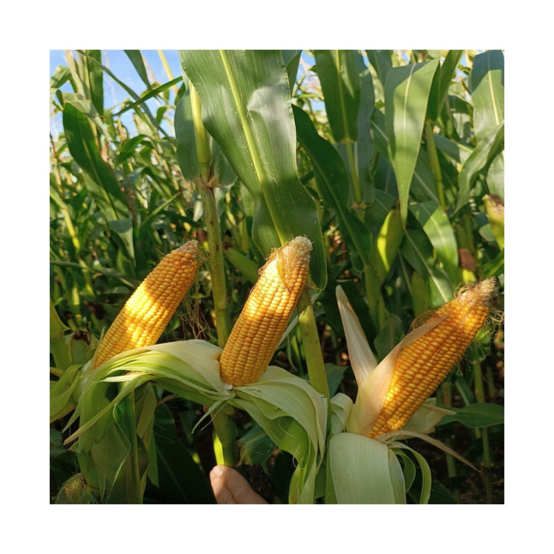 Maïs DUO SILO 270 KORIT