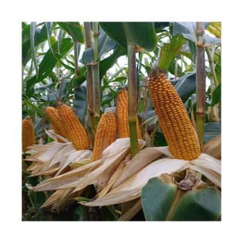 Maïs BRV1329B (ind. 270) 