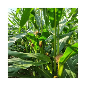 Maïs ENSIL DUO 320 (Korit indice 320)