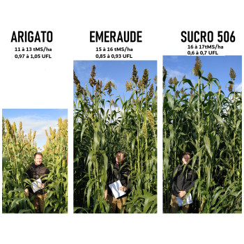 Sorgho ensilage - EMERAUDE