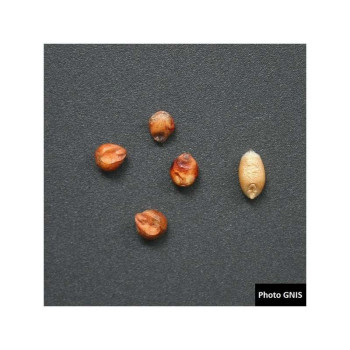 Sorgho ensilage - EMERAUDE