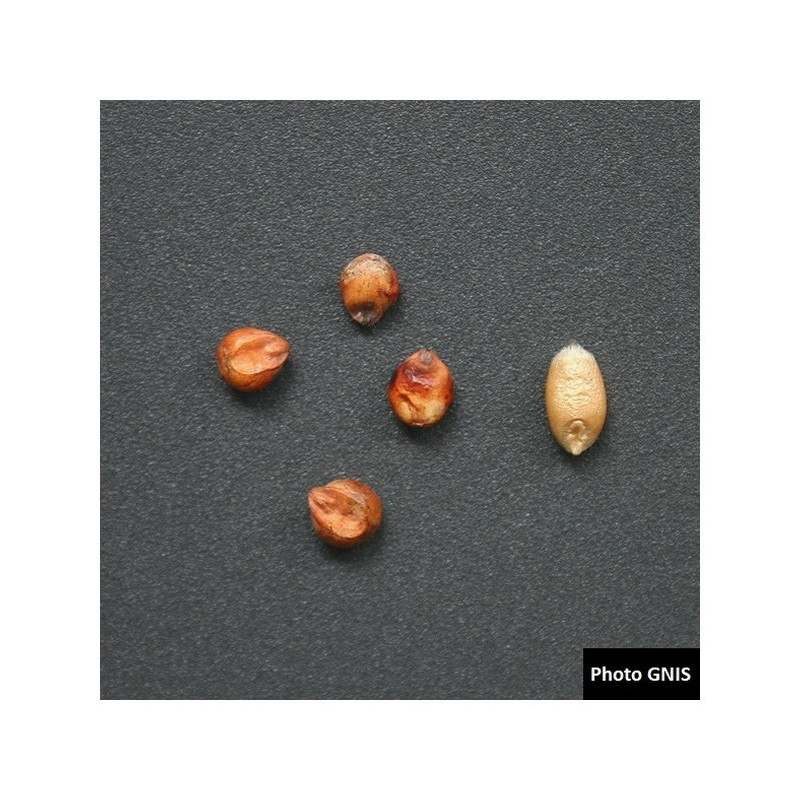 Sorgho ensilage - EMERAUDE