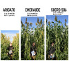Sorgho ensilage - EMERAUDE