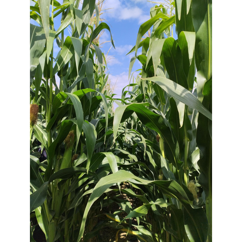 Maïs ENSIL DUO LEAFY 400 (Korit i.380-400) - D.50000gr
