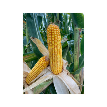 Maïs DKC 5653 (indice 550)