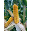 Maïs DKC 5653 (indice 550)
