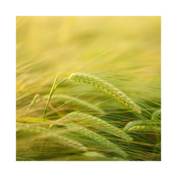 Orge printemps LG ALLEGRO