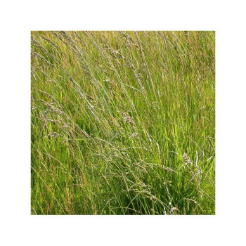 Fétuque des prés LIHEROLD Bio