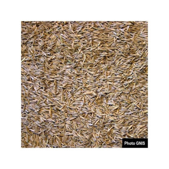 Fétuque des prés LIHEROLD Bio