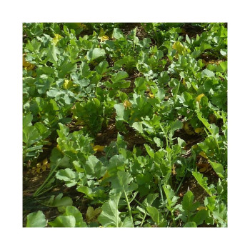 Radis fourrager ROMESA (destockage)