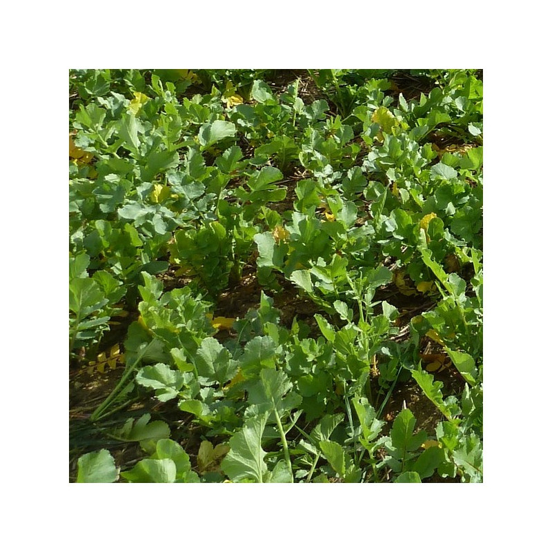 Radis fourrager ROMESA (destockage)