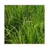 RGI 2N non-alternatif Bio FOCUS, Ray-grass d'Italie