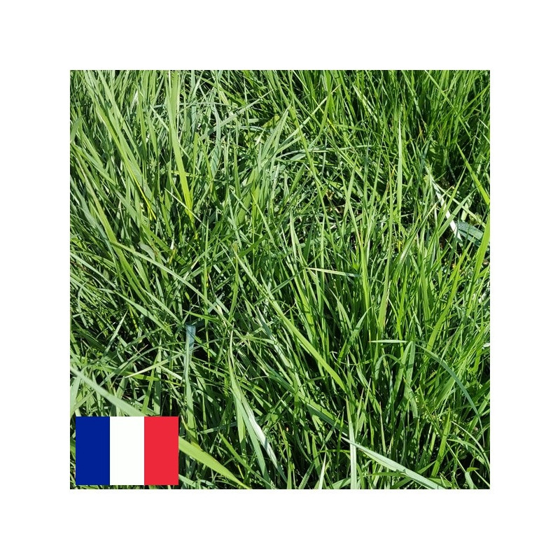 Fétuque élevée ROZA