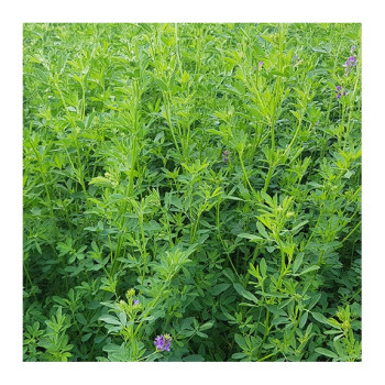 Luzerne flamande PREMARIACCO Bio inoculée