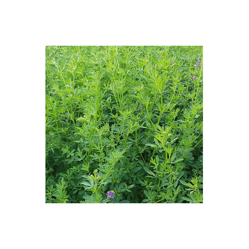 Luzerne flamande PREMARIACCO Bio inoculée