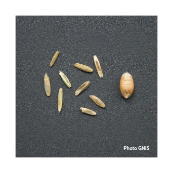 RGH 4N BOBAK Bio, Ray-grass Hybride Bio