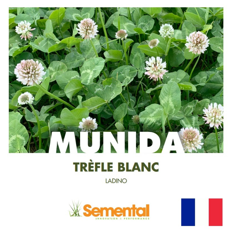 Trèfle blanc géant MUNIDA Bio