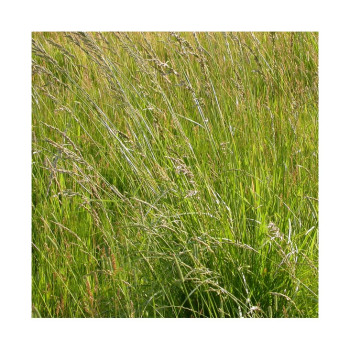 Fétuque des prés LAURA