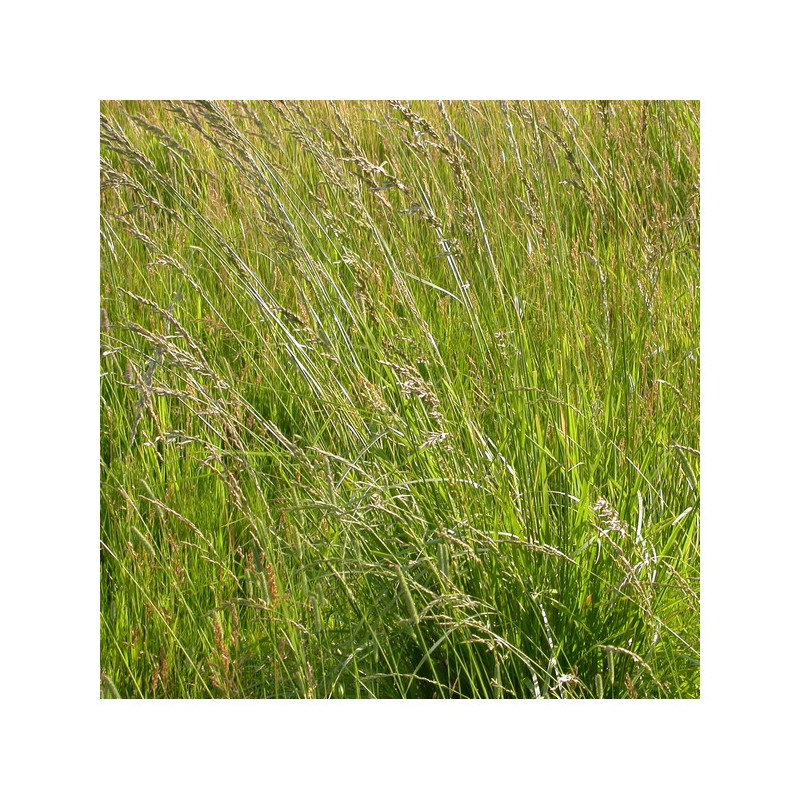 Fétuque des prés LAURA