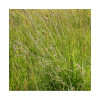 Fétuque des prés LAURA