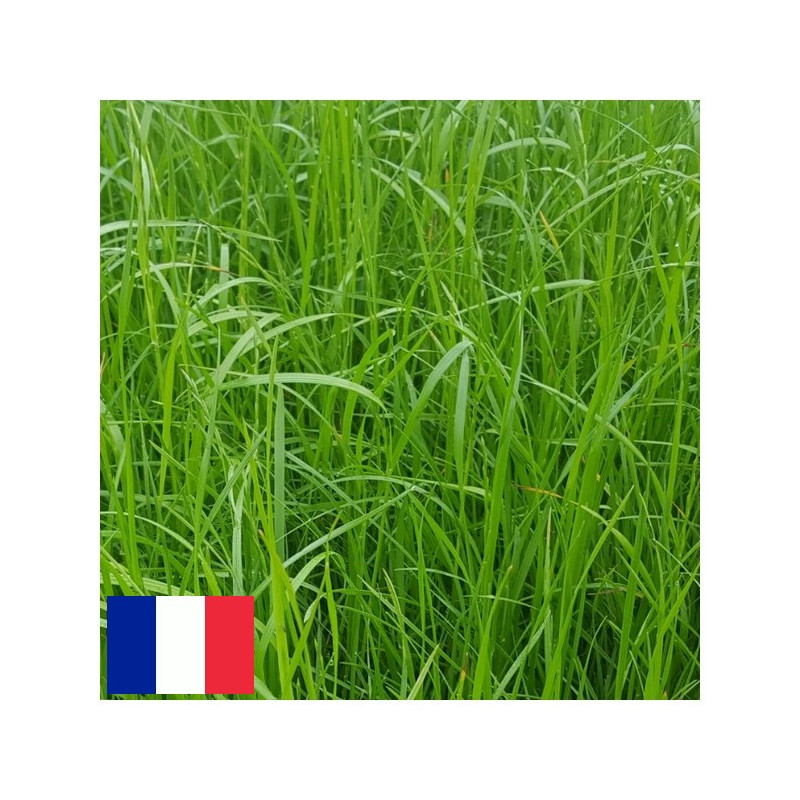 RGA 4N inter SORAYA Ray-grass Anglais