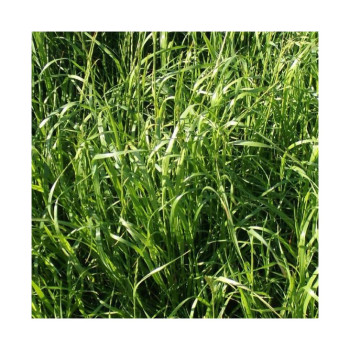 RGH 2N Bio GUMPENSTEINER, Ray-grass Hybride Bio
