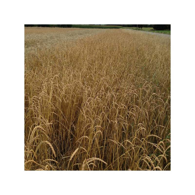 Epeautre ZOLLERNSPELZ