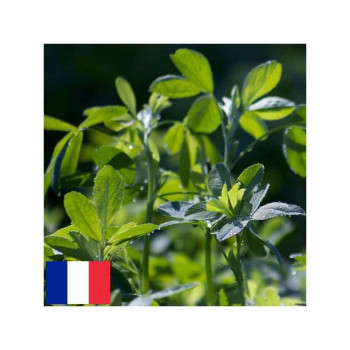 Luzerne flamande EUROPE Bio