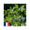 Luzerne flamande EUROPE Bio