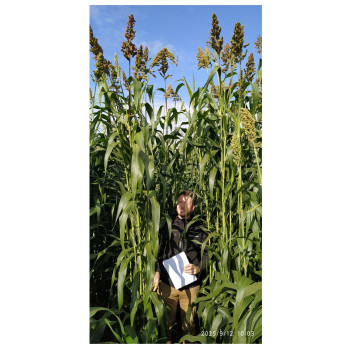 Sorgho ensilage - EMERAUDE