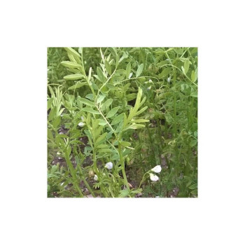 Lentille verte ANICIA