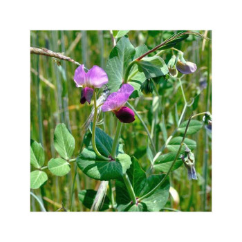 Pois fourrager ARKTA (Bio)