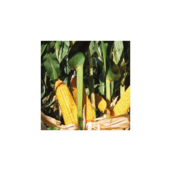 Maïs P9838 indice 420